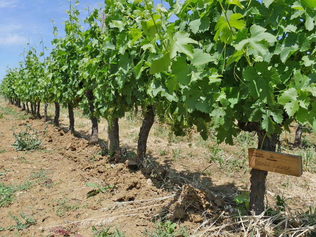 Виноградник на урожай